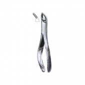Extracting Forceps American Pattern